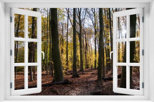 Fototapeta Naklejka Na Ścianę Okno 3D - Bois de la Cambre in Brussels during autumn