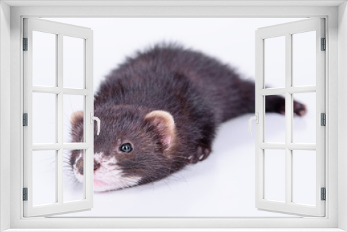 Fototapeta Naklejka Na Ścianę Okno 3D - small rodent ferret