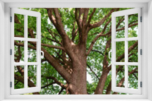 Fototapeta Naklejka Na Ścianę Okno 3D - Stately old oak with beautiful branches as abstract art with a fresh green foliage.