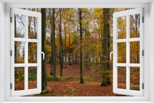 Fototapeta Naklejka Na Ścianę Okno 3D - Beech trees autumnal forest