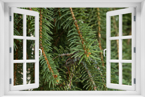 Fototapeta Naklejka Na Ścianę Okno 3D - European spruce evergreen tree green foliage
