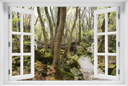 Fototapeta Naklejka Na Ścianę Okno 3D - refreshing spring forest in the sunlight
