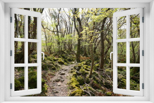 Fototapeta Naklejka Na Ścianę Okno 3D - spring path through mossy rocks