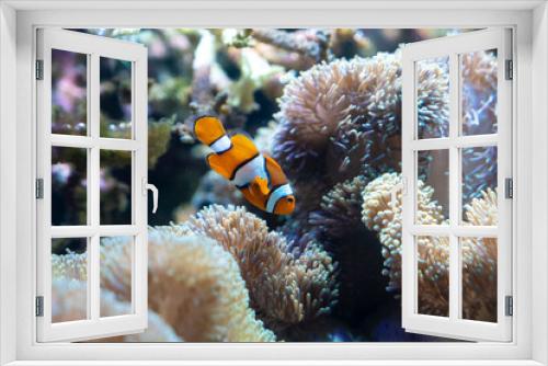 Fototapeta Naklejka Na Ścianę Okno 3D - カクレクマノミ　水族館　サンゴ礁