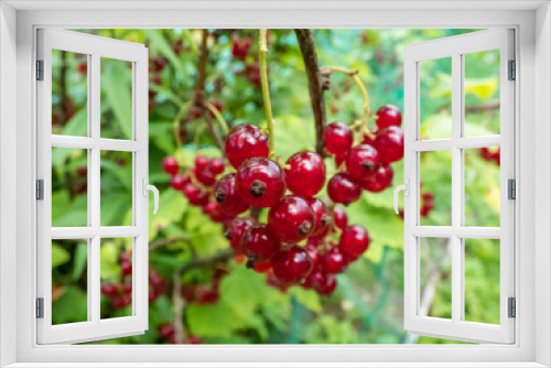 Fototapeta Naklejka Na Ścianę Okno 3D - Perfect red ripe redcurrants (ribes rubrum) on the branch between green leaves with blurry background. Taste of summer