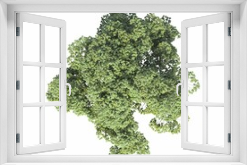 Fototapeta Naklejka Na Ścianę Okno 3D - tree top view, isolated on white background, 3D illustration, cg render