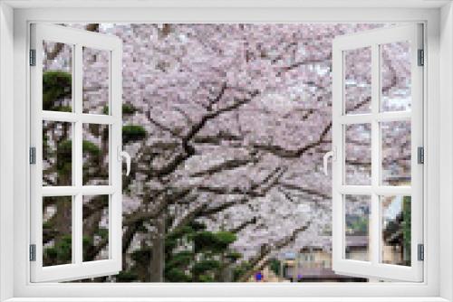 Fototapeta Naklejka Na Ścianę Okno 3D - 嬉野温泉街の桜「塩田川付近」