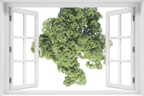 Fototapeta Naklejka Na Ścianę Okno 3D - tree top view, isolate on a transparent background, 3d illustration
