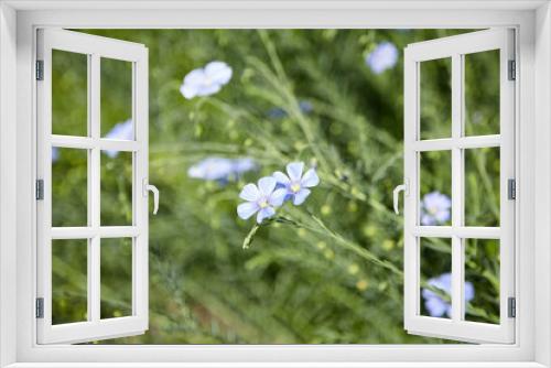 Fototapeta Naklejka Na Ścianę Okno 3D - Blue flax flower. Flax blossom