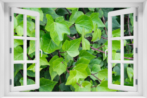 Fototapeta Naklejka Na Ścianę Okno 3D - Hojas de la planta Hedera creciendo sobre un muro en Canarias