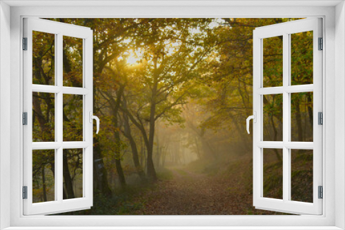 Fototapeta Naklejka Na Ścianę Okno 3D - Spätherbst in den Wäldern der Vogesen