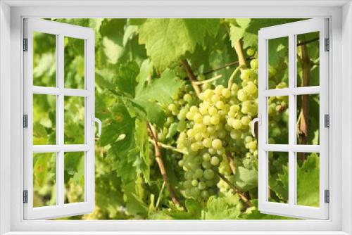 Fototapeta Naklejka Na Ścianę Okno 3D - Bunches of fresh grapes growing in vineyard on sunny day
