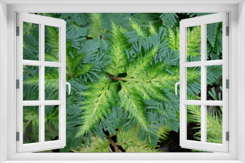 Fototapeta Naklejka Na Ścianę Okno 3D - The natural background of Selaginella (Spike moss) fresh leaves with green color in the tropical garden. Ornamental plants for decorating in the garden and ground cover.