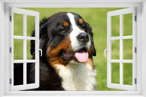 Fototapeta Naklejka Na Ścianę Okno 3D - Berner Sennenhund dog