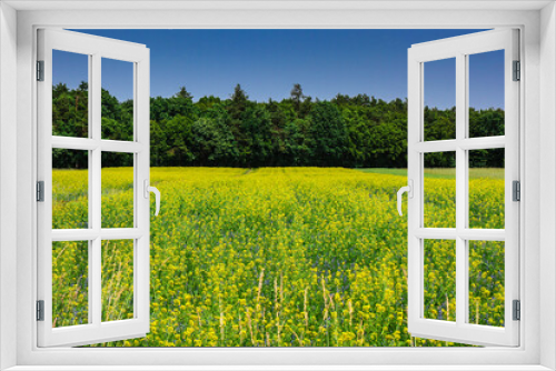 Fototapeta Naklejka Na Ścianę Okno 3D - Yellow rapeseed field