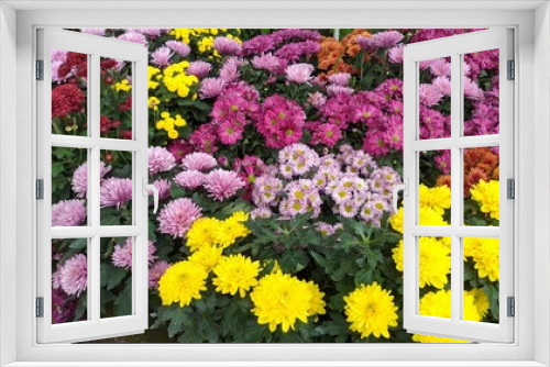 Fototapeta Naklejka Na Ścianę Okno 3D - Flowering multi-colored chrysanthemums in the autumn garden. Chrysanthemum koreanum. Background with blossoming a chrysanthemum. Chrysanthemum flowers horizontally.