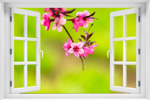 Fototapeta Naklejka Na Ścianę Okno 3D - Peach trees blossom in spring