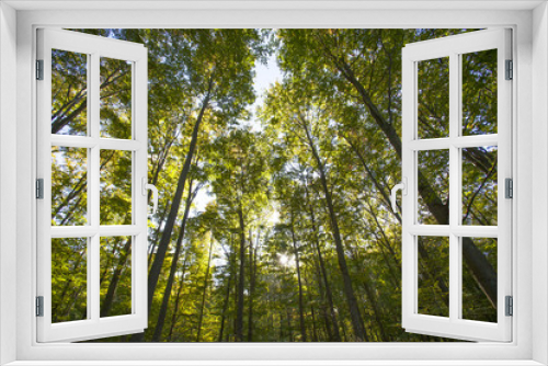 Fototapeta Naklejka Na Ścianę Okno 3D - in the forest