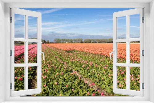 Fototapeta Naklejka Na Ścianę Okno 3D - tulip field in the Netherlands - orange and pink tulips