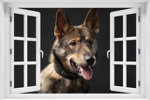 Fototapeta Naklejka Na Ścianę Okno 3D - Portrait of a dog on a dark background, studio shot