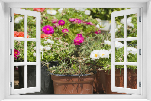 Fototapeta Naklejka Na Ścianę Okno 3D - Flower Pots