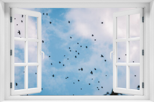 Fototapeta Naklejka Na Ścianę Okno 3D - Birds On The Sky