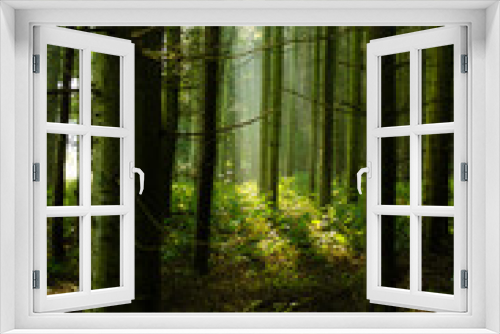 Fototapeta Naklejka Na Ścianę Okno 3D - morning forest