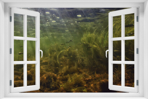 Fototapeta Naklejka Na Ścianę Okno 3D - green algae underwater in the river landscape riverscape, ecology nature