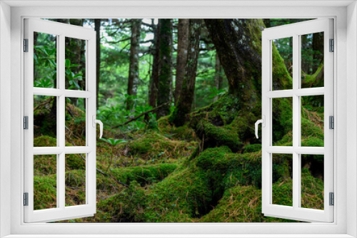 Fototapeta Naklejka Na Ścianę Okno 3D - 白駒池　苔の森
