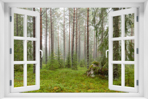 Fototapeta Naklejka Na Ścianę Okno 3D - Tree forest landscape. Forest therapy and stress relief