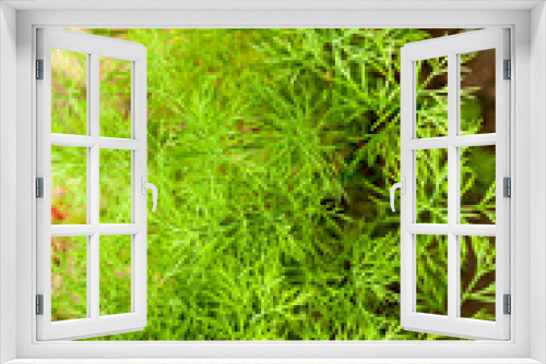 Fototapeta Naklejka Na Ścianę Okno 3D - Green young dill on a garden bed. Dill seedlings. Small seedling sprouts.