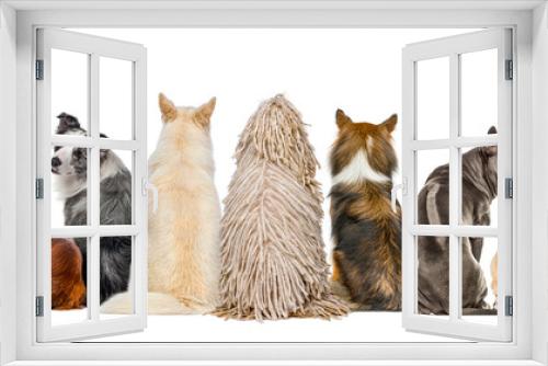 Fototapeta Naklejka Na Ścianę Okno 3D - Rear view of a group of Dogs looking up, isolated on white