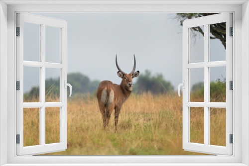 Fototapeta Naklejka Na Ścianę Okno 3D - Waterbuck in the Queen Elizabeth National park. Kobus ellipsiprymnus on the grazing. Common brown antelope in Africa. Safari in Uganda.