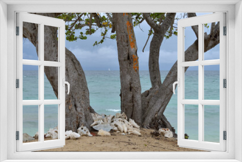 Fototapeta Naklejka Na Ścianę Okno 3D - Looking through the branches of a West Indian Almond Tree (Terminalia catappa) at a sailboat, conch shells at the base of the tree
