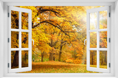 Fototapeta Naklejka Na Ścianę Okno 3D - Gold Autumn with sunlight / Beautiful Trees in the forest