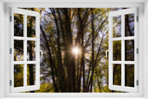 Fototapeta Naklejka Na Ścianę Okno 3D - Sunbeams Rising Through The Branches Of A Large Tree In A Beautiful Forest In Europe. Enchanted Landscape.