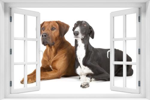 Fototapeta Naklejka Na Ścianę Okno 3D - greyhound and rhodesian ridgeback