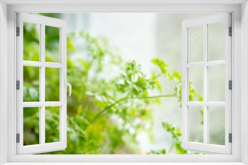Fototapeta Naklejka Na Ścianę Okno 3D - Fresh green herbs growing on windowsill, home garden