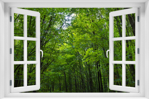 Fototapeta Naklejka Na Ścianę Okno 3D - Green trees in a forest. Lush forest background. Carbon net zero concept