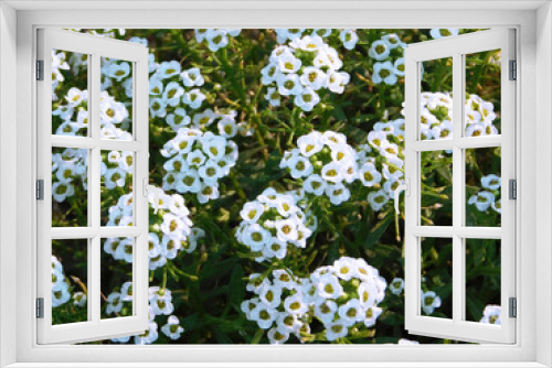Fototapeta Naklejka Na Ścianę Okno 3D - White alyssum on flowerbed.
