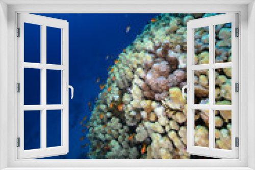 Fototapeta Naklejka Na Ścianę Okno 3D - Underwater World. Coral fish and reefs of the Red Sea.Underwater background. Egypt	