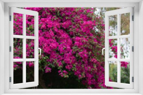 Fototapeta Naklejka Na Ścianę Okno 3D - Bougainvillea plant with viva magenta colored leaves. Nature in trendy color palette. Tropical floral background and texture. 