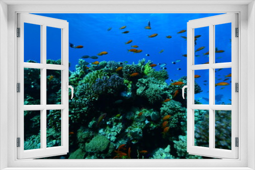 Fototapeta Naklejka Na Ścianę Okno 3D - Underwater World. Coral fish and reefs of the Red Sea.Underwater background.Egypt	