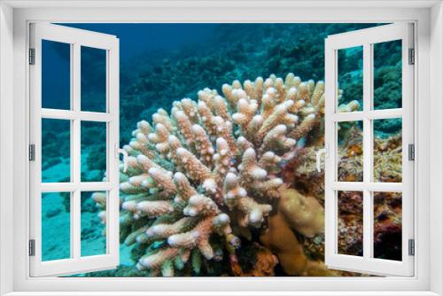 Fototapeta Naklejka Na Ścianę Okno 3D - Coral reef with great Acropora coral (Scleractinia) at the bottom of tropical sea, underwater lanscape