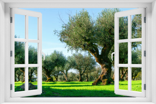 Fototapeta Naklejka Na Ścianę Okno 3D - old olive groves showing thick tree trunks