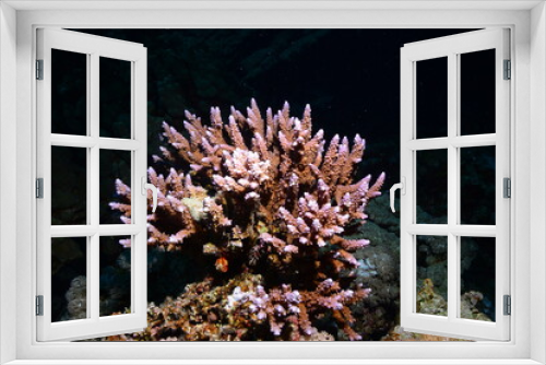 Fototapeta Naklejka Na Ścianę Okno 3D -  Underwater World. Coral fish and reefs of the Red Sea.Underwater background.Egypt	
