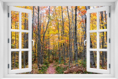 Fototapeta Naklejka Na Ścianę Okno 3D - Forest with fall colors at La Mauricie national park in Quebec. Canada.
