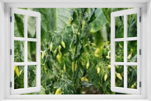 Fototapeta Naklejka Na Ścianę Okno 3D - Green chili pepper plant on field agriculture in garden.