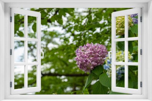 Fototapeta Naklejka Na Ścianę Okno 3D - 梅雨時期に密集して咲く紫陽花（上越市、高田城）