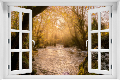 Fototapeta Naklejka Na Ścianę Okno 3D - Lovely winter sunshine in woods in Anglesey 